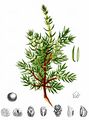 Common Juniper - Juniperus communis L.