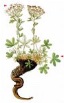 Stängel-Fingerkraut - Potentilla caulescens L. 