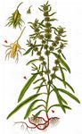 Ufer-Ampfer - Rumex maritimus L. 