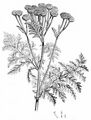 Tansy - Tanacetum vulgare L.