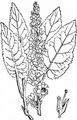 Dark Mullein - Verbascum nigrum L.