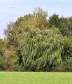 Salix x sepulcralis (Dotter-Trauerweide)
