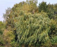 Salix x sepulcarlis