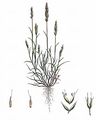 Early Hair-Grass - Aira praecox L.