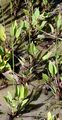 Narrow-Leaved Water-Plantain - Alisma lanceolatum With. 