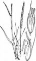 Black-Grass - Alopecurus myosuroides Huds.