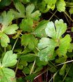 Trefoil Cress - Cardamine trifolia L.