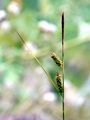 Punktierte Segge - Carex punctata Gaudin