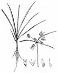 Erdmandel - Cyperus esculentus L. 