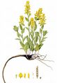 Dyer's Greenweed - Genista tinctoria L.