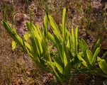 Narrow-Leaved Everlasting-Pea - Lathyrus sylvestris L. 