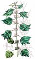 Motherwort - Leonurus cardiaca L.