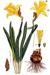 Gelbe Narzisse - Narcissus pseudonarcissus L. 