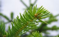 Gewöhnliche Fichte - Picea abies (L.) H. Karst.