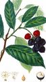 Cherry Laurel - Prunus laurocerasus L.