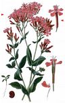 Nelken-Leimkraut - Silene armeria L. 