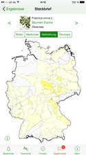 Verbreitung der Blumen-Esche (Fraxinus ornus) in Deutschland