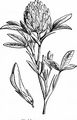 Zigzag Clover - Trifolium medium L.