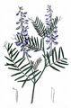 Fine-Leaved Vetch - Vicia tenuifolia Roth