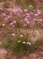 Thrift - Armeria maritima (Mill.) Willd.