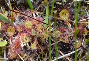 Round-Leaved Sundew - Drosera rotundifolia L.