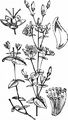 Slender St John's-Wort - Hypericum pulchrum L.