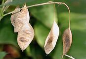 Perennial Honesty - Lunaria rediviva L.