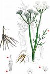 Silaublättriger Wasserfenchel - Oenanthe silaifolia M. Bieb. 