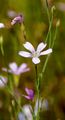Tunicflower - Petrorhagia saxifraga (L.) Link