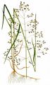 Wood Meadow-Grass - Poa nemoralis L.