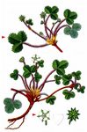 Erdbeer-Fingerkraut - Potentilla sterilis (L.) Garcke 