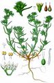 Whorled Knavel - Scleranthus verticillatus Tausch
