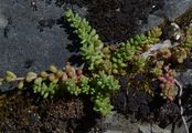 Thick-Leaved Stonecrop - Sedum dasyphyllum L.