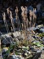 Österreichisches Alpenglöckchen - Soldanella austriaca Vierh.