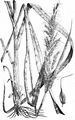 Johnson-Grass - Sorghum halepense (L.) Pers.