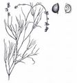 Fennel Pondweed - Stuckenia pectinata (L.) Börner