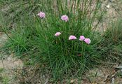 Thrift - Armeria maritima (Mill.) Willd.