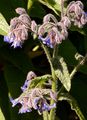 Borage - Borago officinalis L.