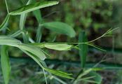 Broad-Leaved Everlasting-Pea - Lathyrus latifolius L.