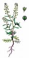 Narrow-Leaved Pepperwort - Lepidium ruderale L.
