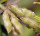 Hairy Tare - Vicia hirsuta (L.) Gray