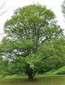 Field Maple - Acer campestre L.
