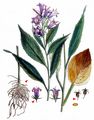 Giant Bellflower - Campanula latifolia L.