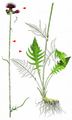 Brook Thistle - Cirsium rivulare (Jacq.) All.