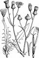 Smooth Hawk's-Beard - Crepis capillaris (L.) Wallr.