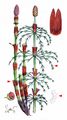 Wood Horsetail - Equisetum sylvaticum L.