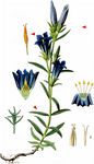 Lungen-Enzian - Gentiana pneumonanthe L. 