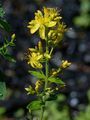 Behaartes Johanniskraut - Hypericum hirsutum L.