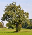 Kultur-Birne - Pyrus communis L.