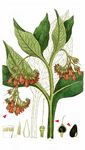 Arznei-Beinwell - Symphytum officinale L. 